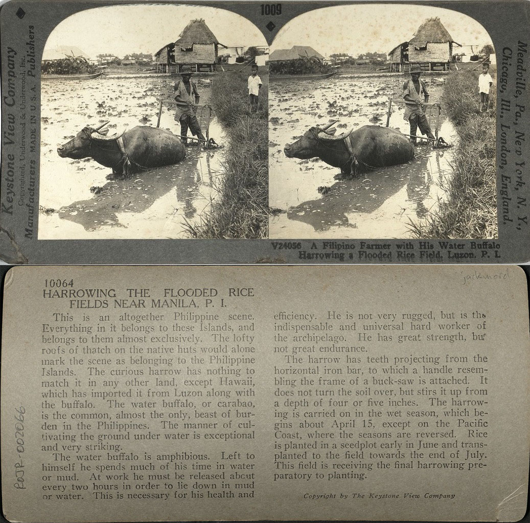 A Filipino Farmer with His Water Buffalo Harrowing a Flooded Rice Field, Luzon, P. I.